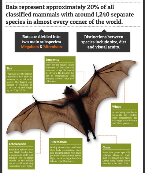 蝙蝠在家裡|蝙蝠資訊站 Bats information about Taiwan